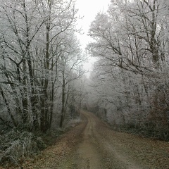 Offenauer Wald im Winter