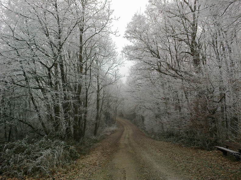 Ich denke auch die schöne Offenauer Natur sollte im elektronischen Fotoalbum festgehalten werden. Offenauer Wald.jpg