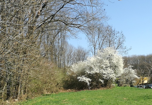 Frühling in Offenau