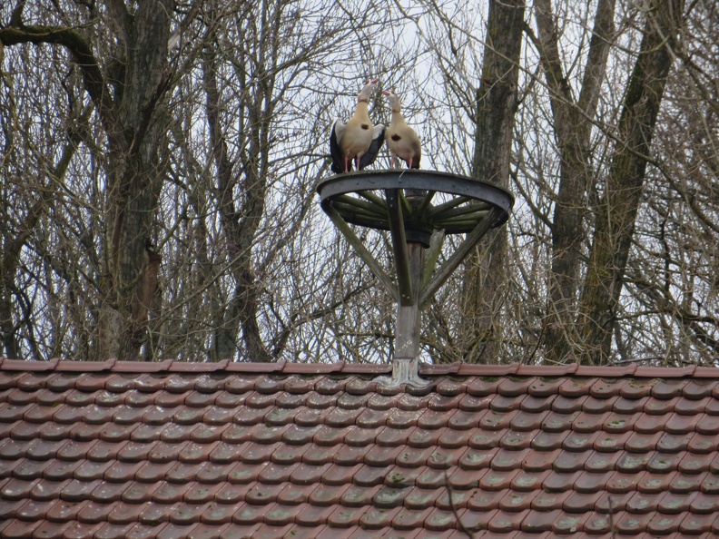 Gänse Im Storchennest - Gänse im Storchennest 2017-02-02 002.JPG Gänse im Storchennest 2017-02-02 002.JPG